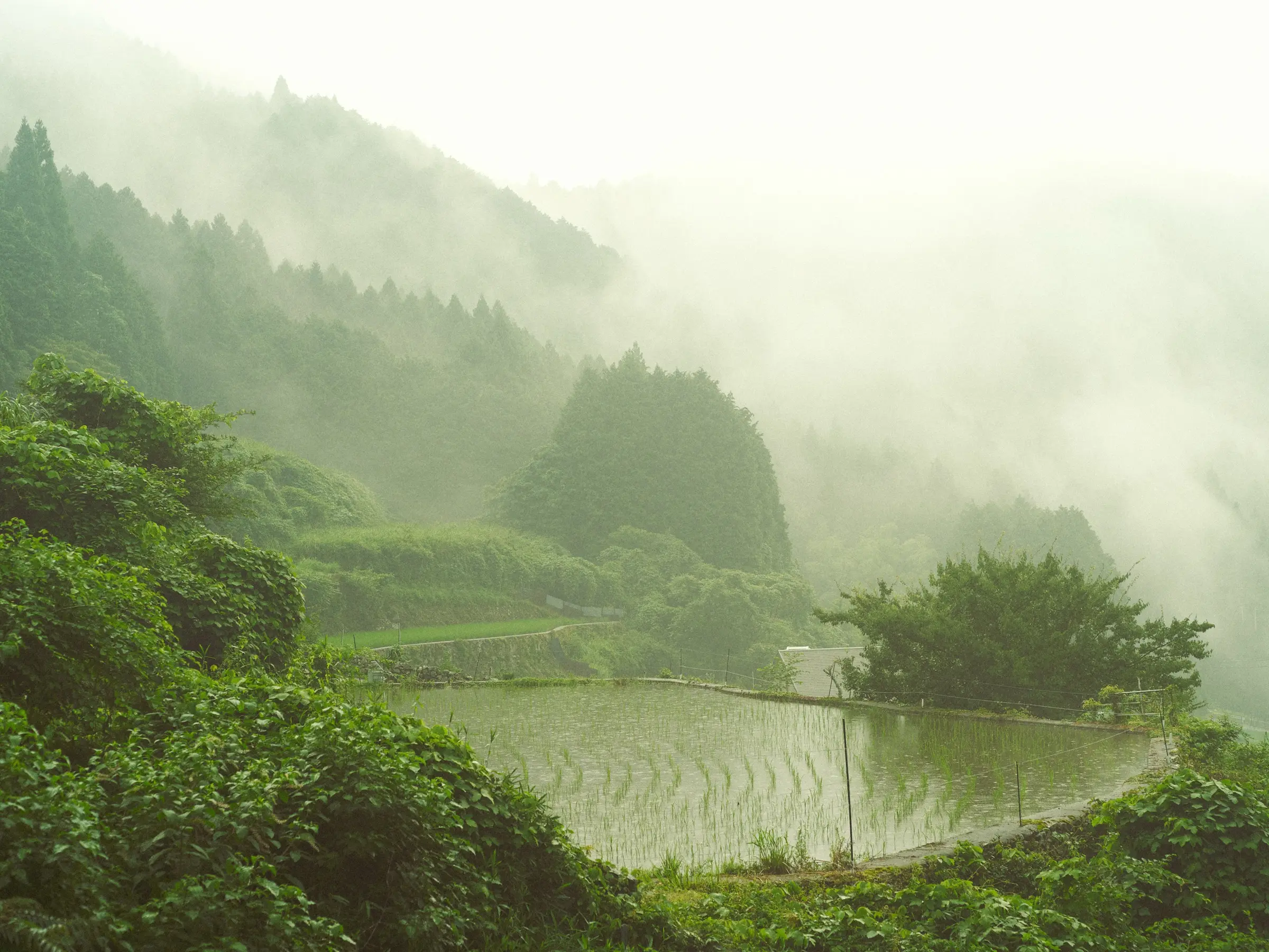 霧の中の棚田（7月）