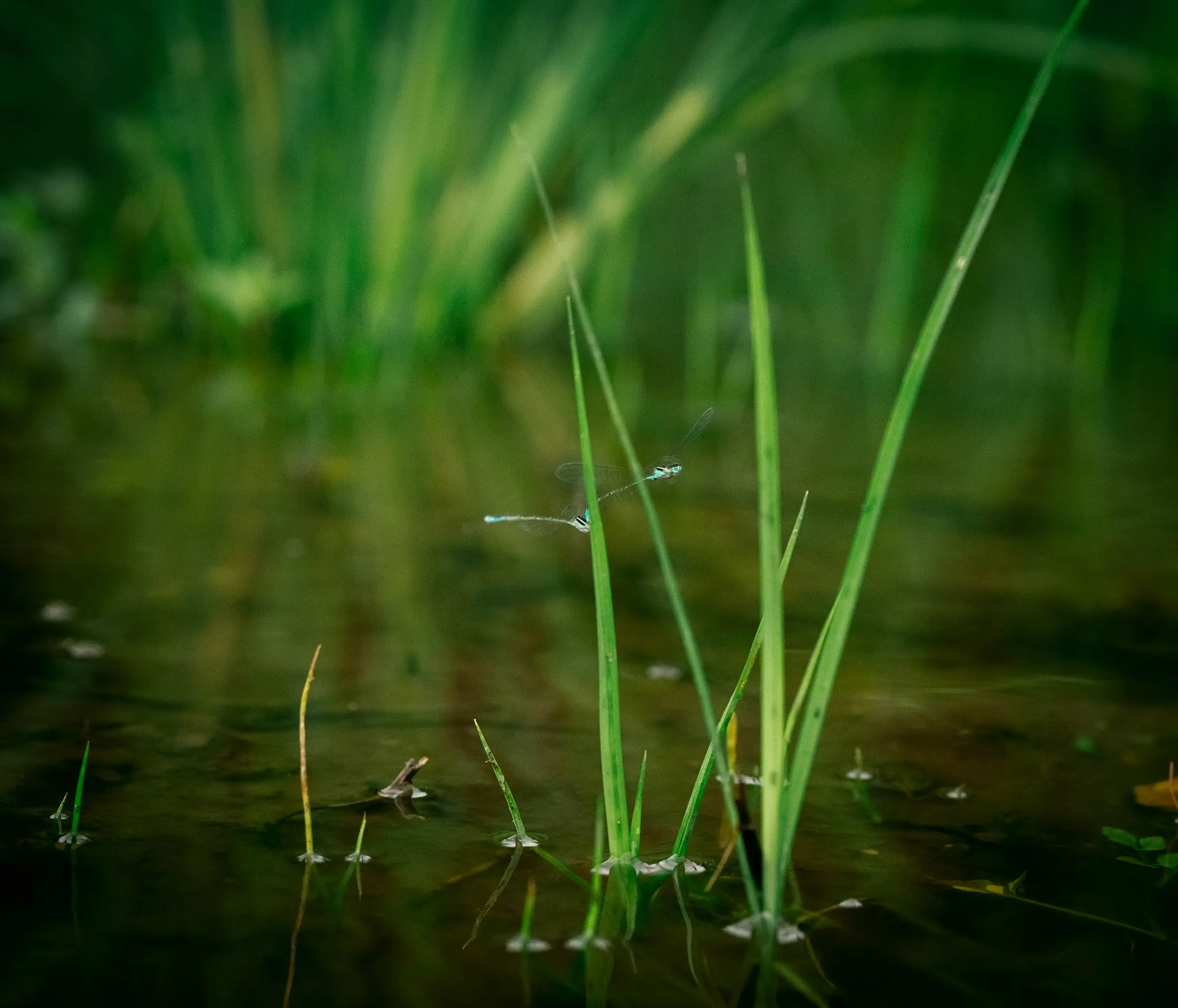 田んぼの水辺の生きもの